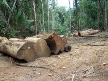 Otro ecologista muere defendiendo la naturaleza