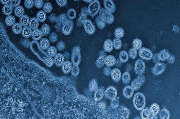 Manipularán el H7N9 para evitar una pandemia