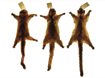 Se redescubre al olinguito