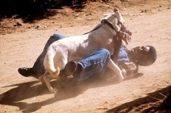 Controlen a sus perros , se acabó el coto