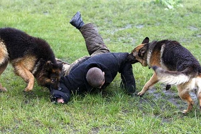 Controlen a sus perros , se acabó el coto