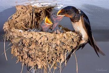 Malos años para nuestras  aves