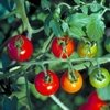 Madrid recupera sus tomates