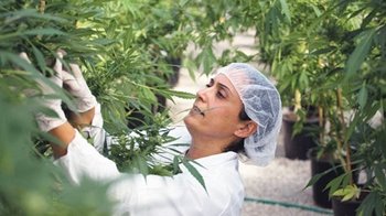 2,5 dólares el gramo de marihuana