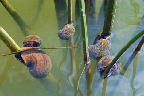 El caracol manzana continúa imparable en el Delta del Ebro