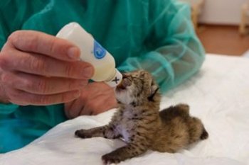 La lucha por la supervivencia del lince ibérico continúa y abre nuevos caminos