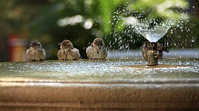Las aves de ciudad , mejores supervivientes que sus homónimas silvestres
