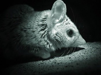 Curiosidades de la naturaleza: Lophiomys Imhausi