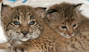 La lucha por la supervivencia del lince ibérico continúa y abre nuevos caminos