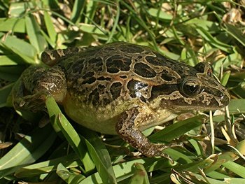 Se descubre la mayor diversidad de anfibios y reptiles fósiles jamás documentados en Atapuerca