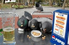 Las aves de ciudad , mejores supervivientes que sus homónimas silvestres