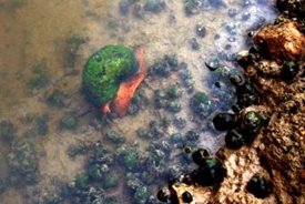El caracol manzana continúa imparable en el Delta del Ebro