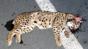 Lince atropellado en Mazagón