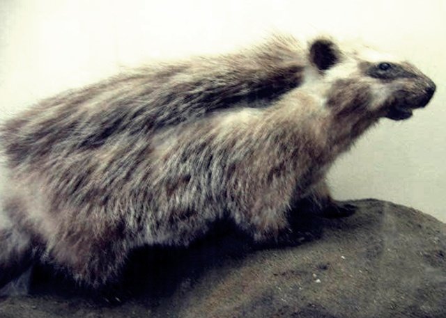 Curiosidades de la naturaleza: Lophiomys Imhausi