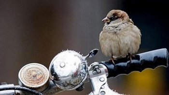 Las aves de ciudad , mejores supervivientes que sus homónimas silvestres