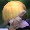El caracol manzana continúa imparable en el Delta del Ebro