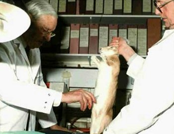 Gran Bretaña pionera en la prohibición de ensayos con animales