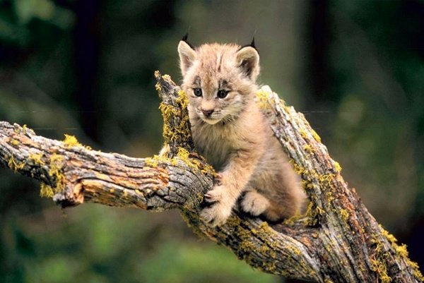 Un lince ibérico muere tiroteado en Aznalcázar