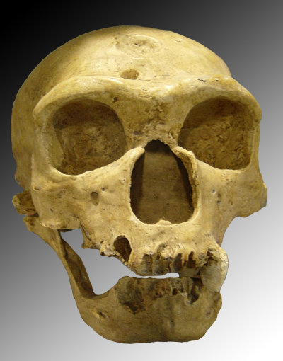 ¿Por qué se extinguió el hombre de Neandertal ?
