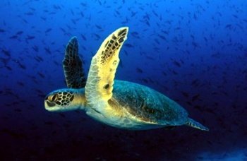 Se ponen en marcha dos iniciativas para la preservación de la tortuga boba