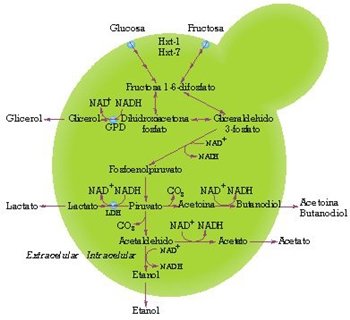 Su intestino 'le emborrachaba'