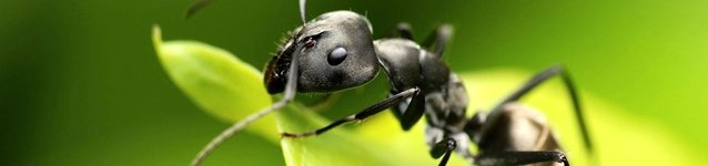 La manipulación genera altruismo