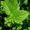 El negocio de las plantas medicinales