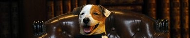 Finaliza el rodaje de Pancho, el perro millonario