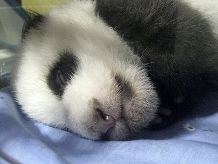 El Zoo Aquarium de Madrid presenta a su pequeña maravilla, la cría de oso panda gigante