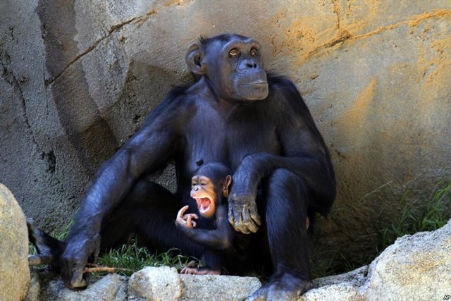 Los Chimpancés en Nueva York no tienen derecho a la libertad corporal