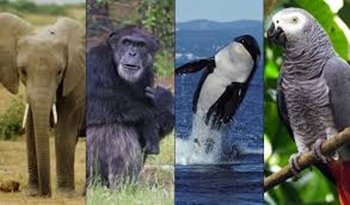 Los Chimpancés en Nueva York no tienen derecho a la libertad corporal