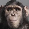 Los Chimpancés en Nueva York no tienen derecho a la libertad corporal