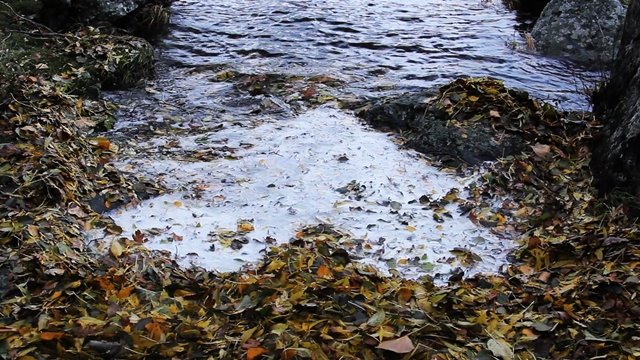 El Lago Sanabria pierde el 87% de sus especies de fitoplancton