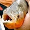 Piraña attack