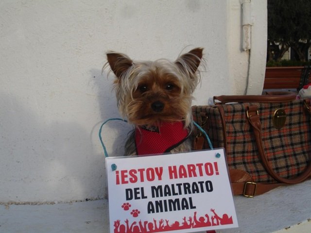 Libera recompensará las denuncias por maltrato animal
