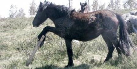 Libera recompensará las denuncias por maltrato animal
