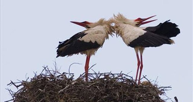 ¿Migrarán las cigüeñas a África?