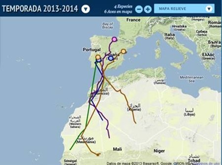 ¿Migrarán las cigüeñas a África?