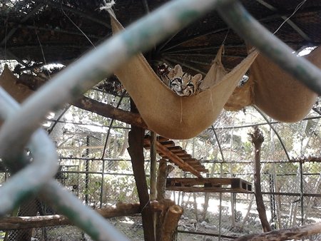 La Unidad de Medio Ambiente recuperó 529 animales