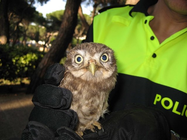 La Unidad de Medio Ambiente recuperó 529 animales