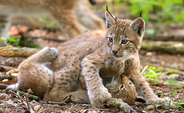 El declive de los grandes carnívoros pone en peligro los ecosistemas