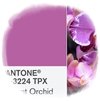 Orquídea radiante , el color del 2014