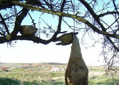 El 10% de los galgos son sacrificados cada año