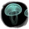 Una hormona podría librarnos de las medusas