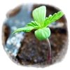 La marihuana no es tan peligrosa