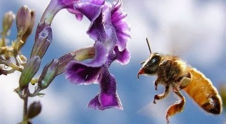 Un pesticida perjudica a los abejorros antes de nacer