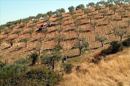 La reforma de la PAC se 'olvida' del olivar de montaña