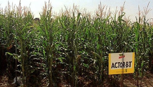 Crece el cultivo del maiz transgénico en España