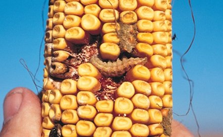 Crece el cultivo del maiz transgénico en España