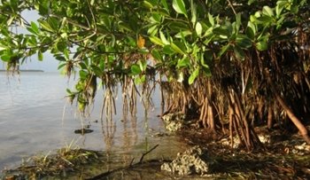 Expansión espectacuar de los manglares en la costa de Florida